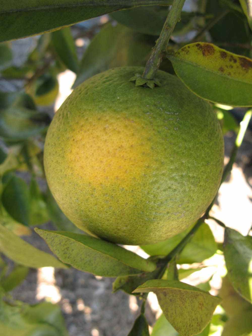            Fruit (Winter Haven, FL)   